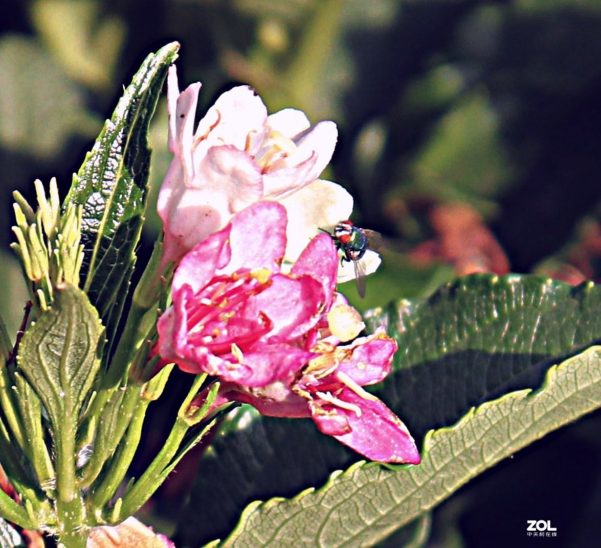 我觉得这几张花草照片还可以吧。呵呵自不量力让老师见笑了