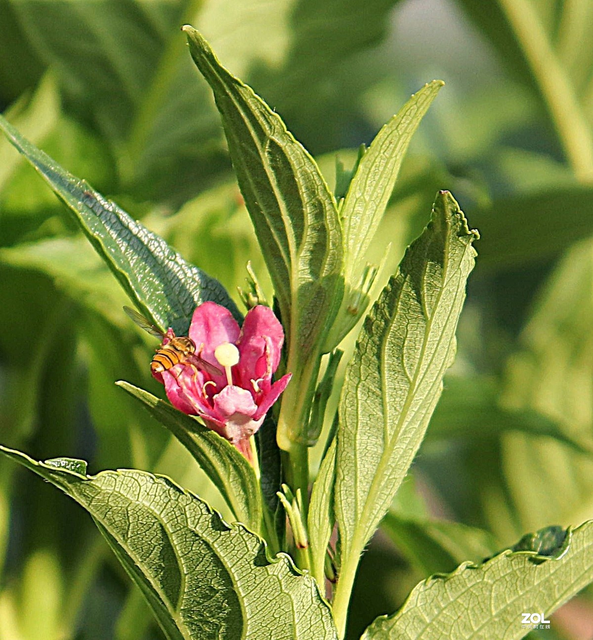 我觉得这几张花草照片还可以吧。呵呵自不量力让老师见笑了