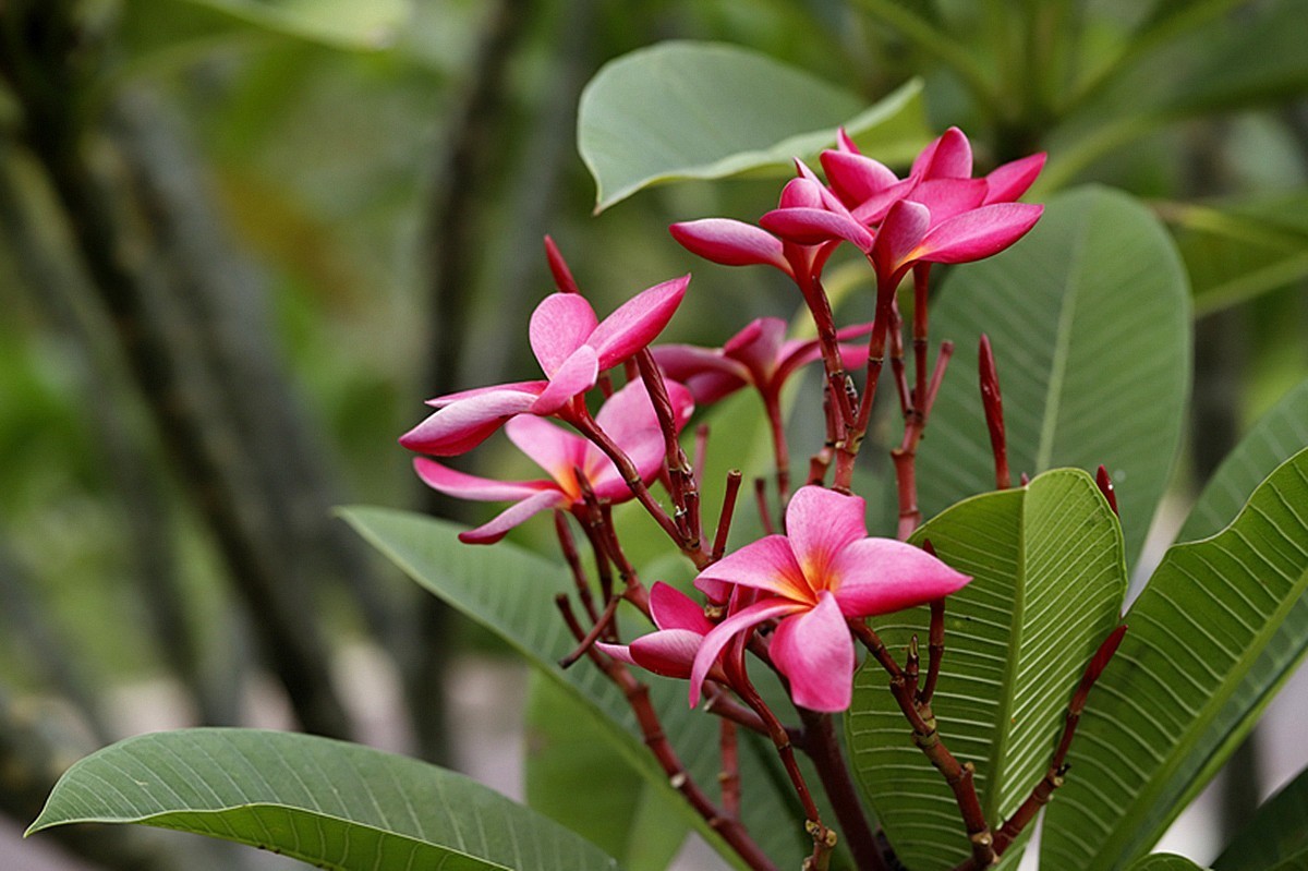 红鸡蛋花开红似火