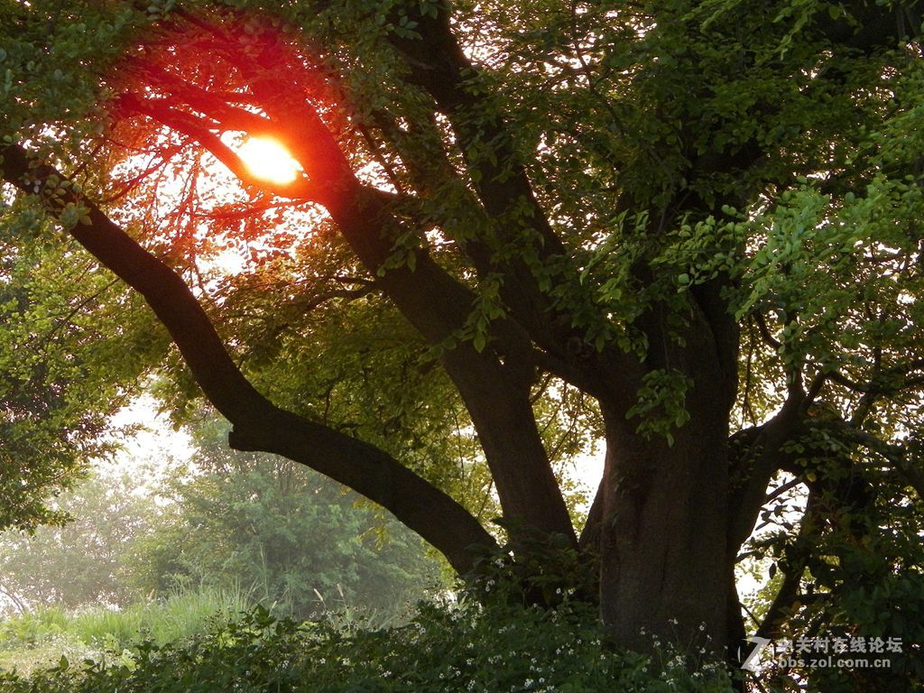 老柯的关门弟子——z5010