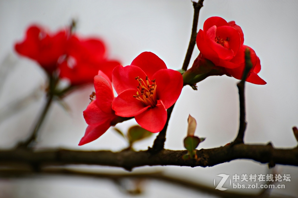 海棠香国海棠花儿香（诗配画）