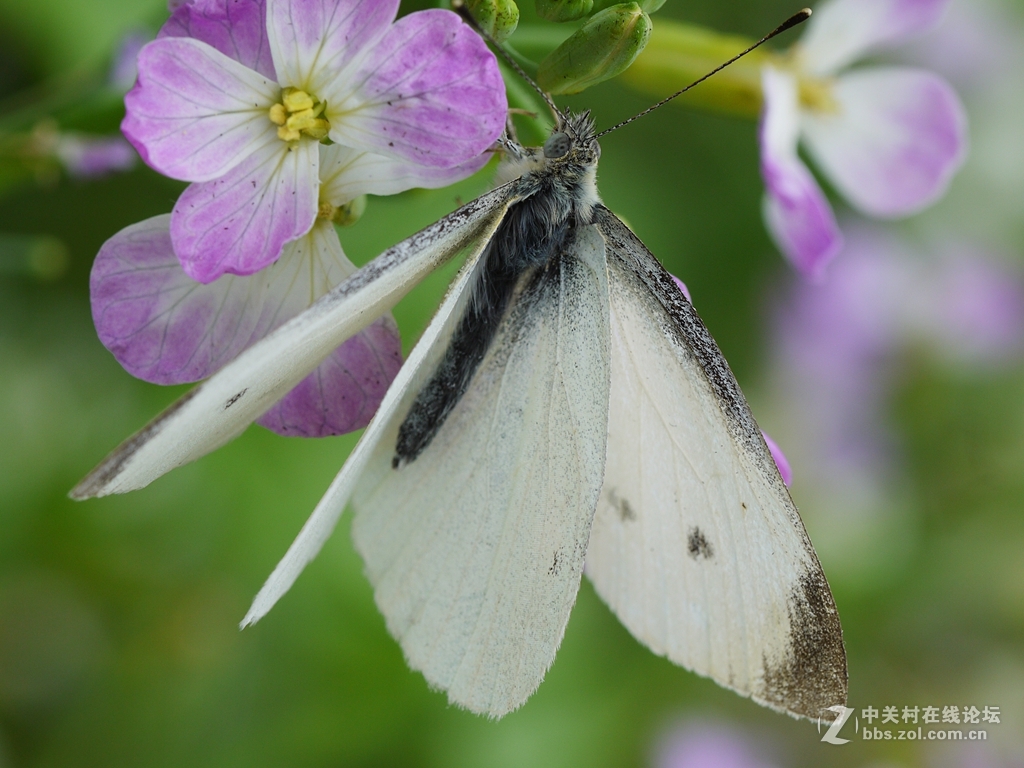 一花一季，一蝶一春（GF2演绎精美微距）