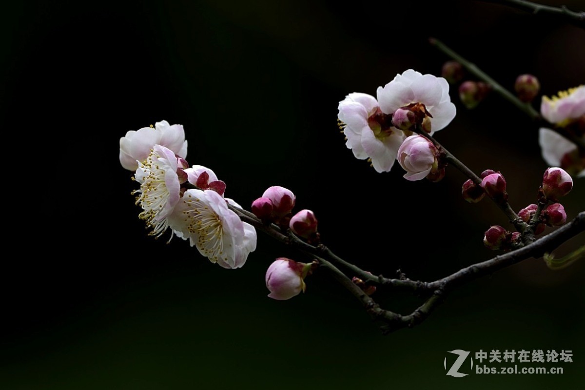 梅花开了。。。。。。