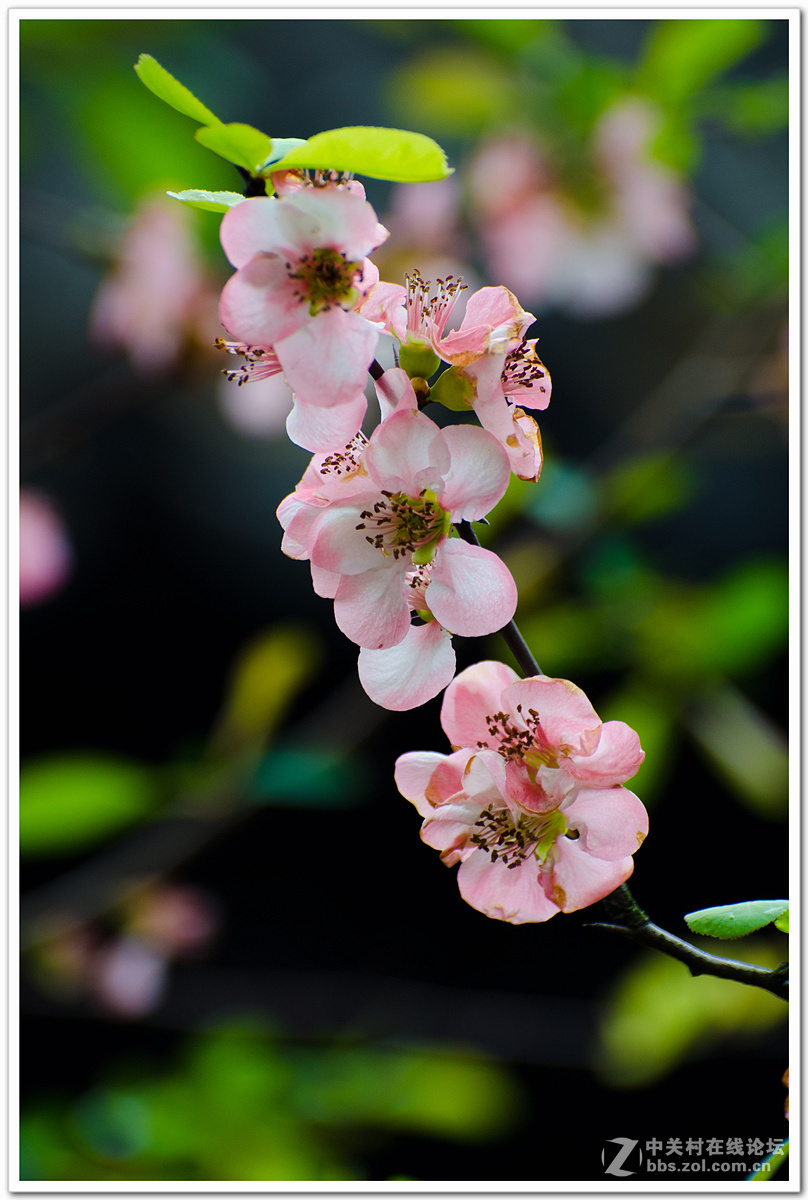 清新小海棠摄于网师园