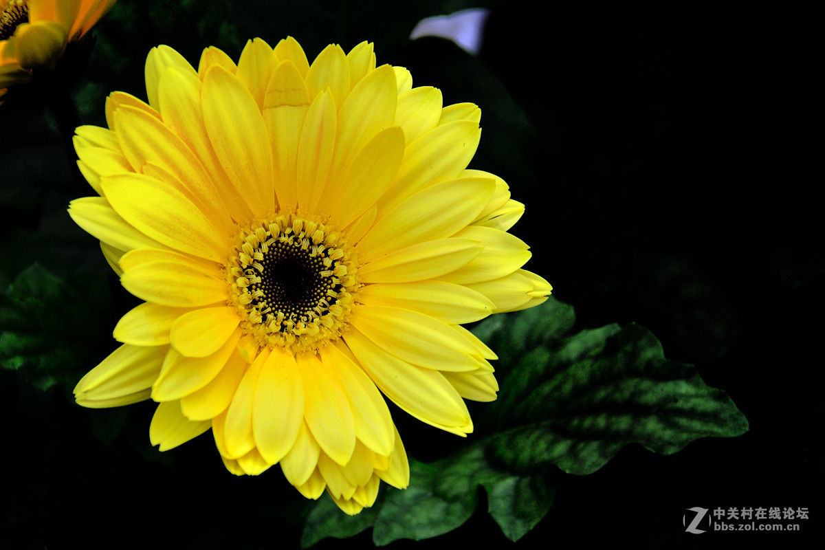 《一组鲜花》——恭贺好友“阿海神通”荣任佳能70D星空(中国)版主！