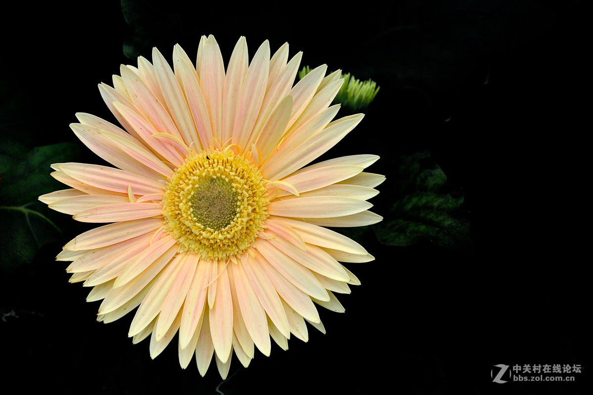 《一组鲜花》——恭贺好友“阿海神通”荣任佳能70D星空(中国)版主！