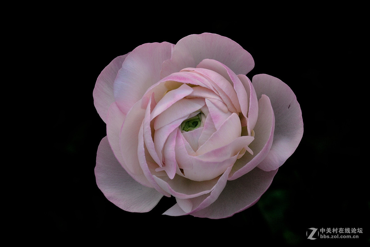 《一组鲜花》——恭贺好友“阿海神通”荣任佳能70D星空(中国)版主！