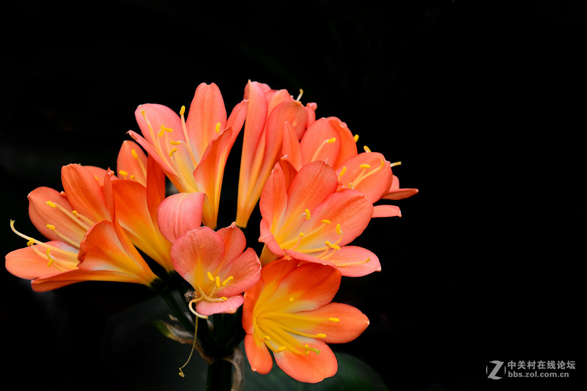 《一组鲜花》——恭贺好友“阿海神通”荣任佳能70D星空(中国)版主！