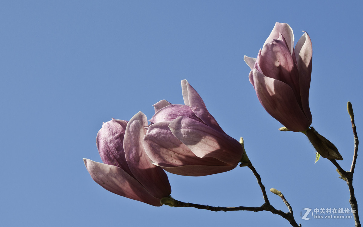 #春之使者---花卉摄影大赛#-----【春天的诱惑】