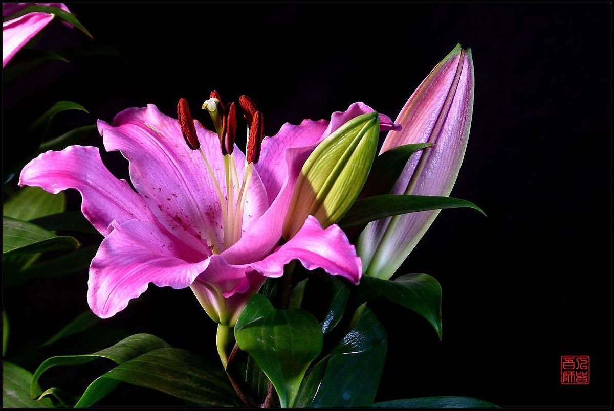 《百合盛开贺新春》