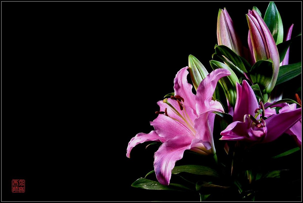 《百合盛开贺新春》