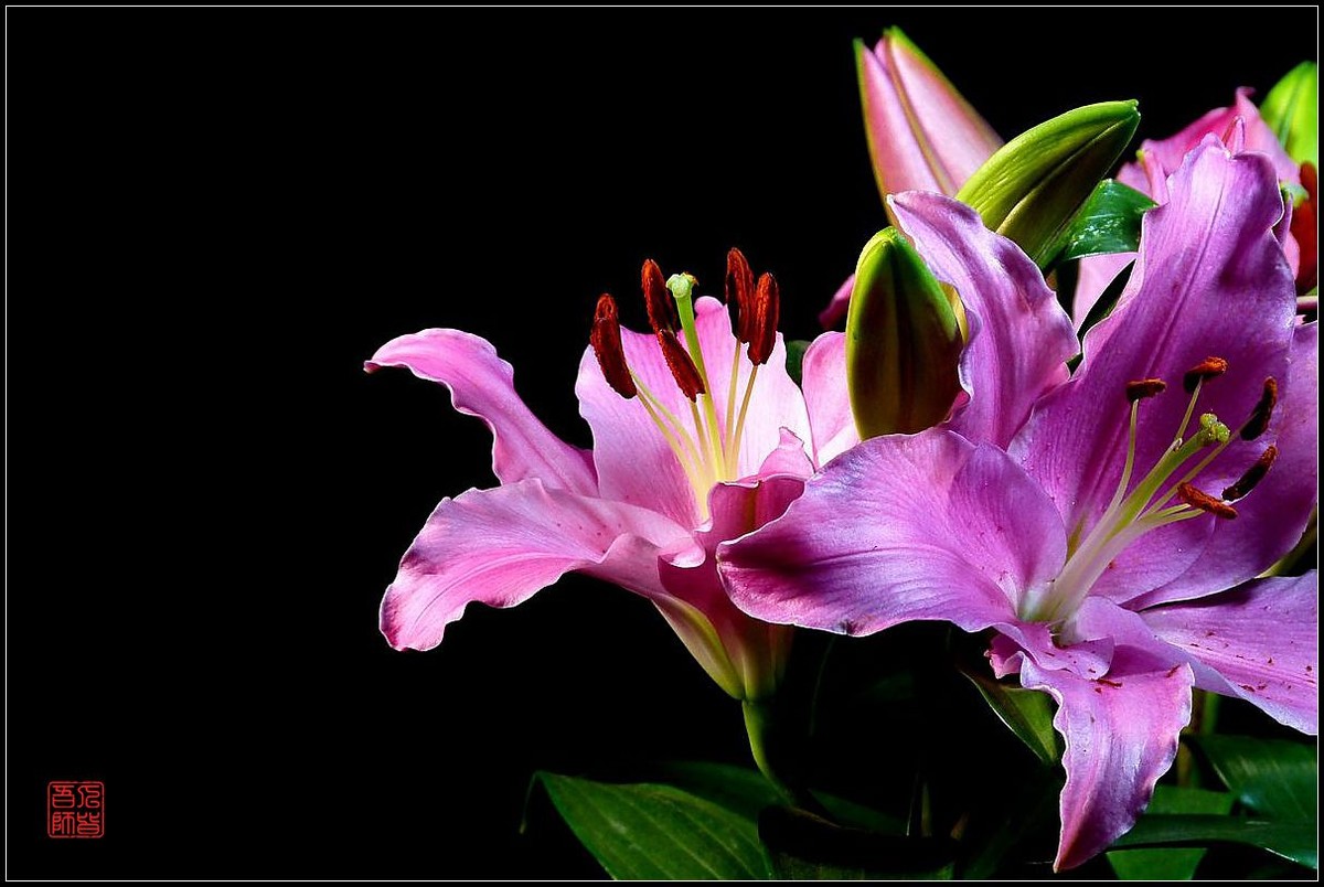 《百合盛开贺新春》