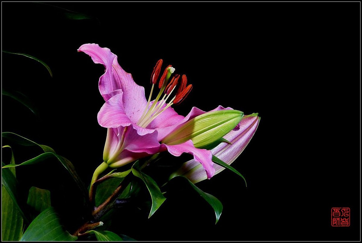 《百合盛开贺新春》