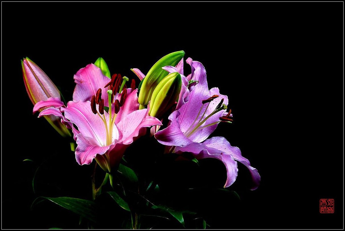 《百合盛开贺新春》