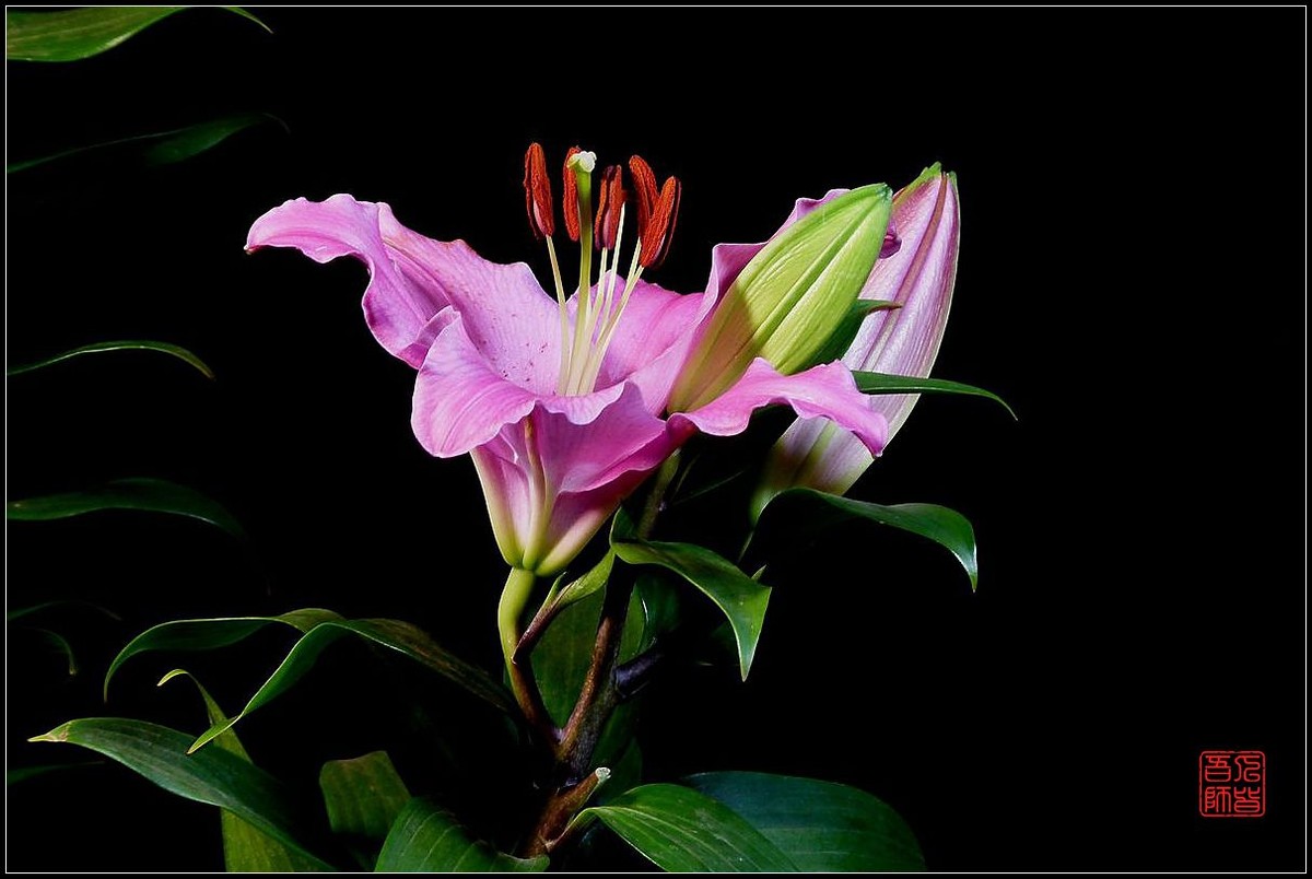 《百合盛开贺新春》