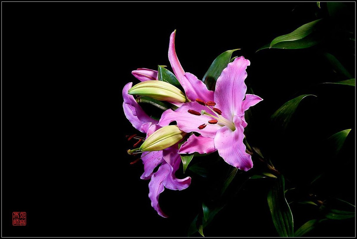 《百合盛开贺新春》