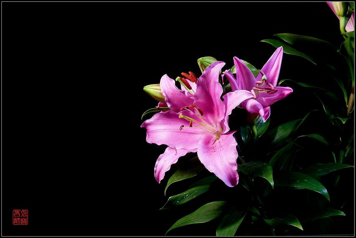 《百合盛开贺新春》