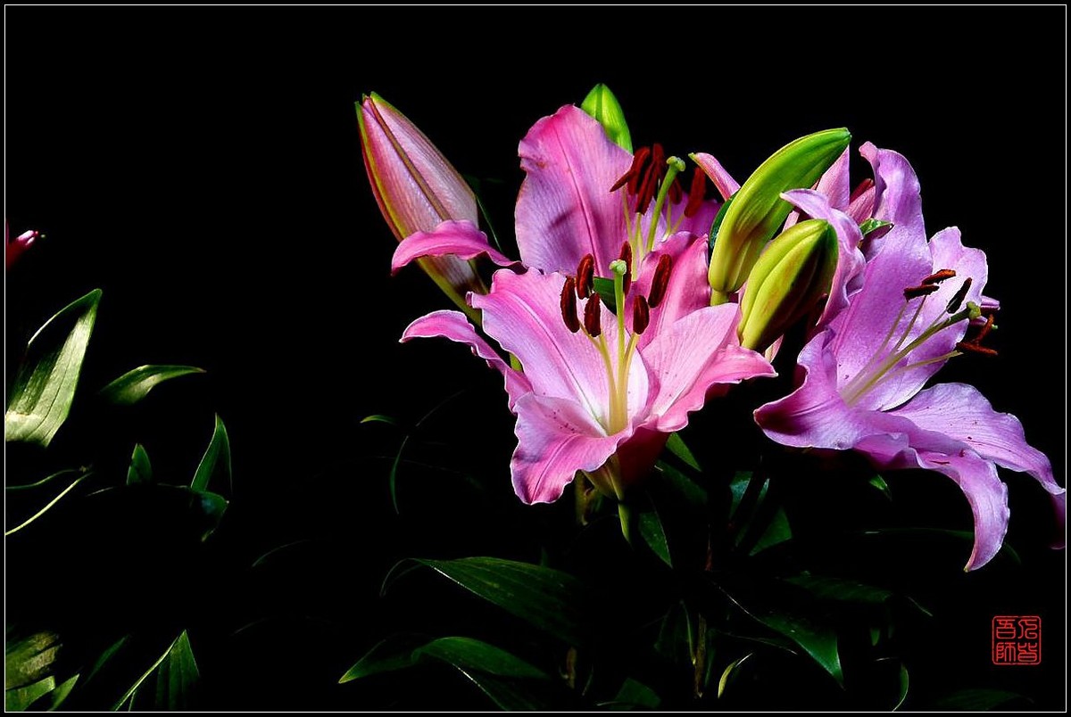 《百合盛开贺新春》