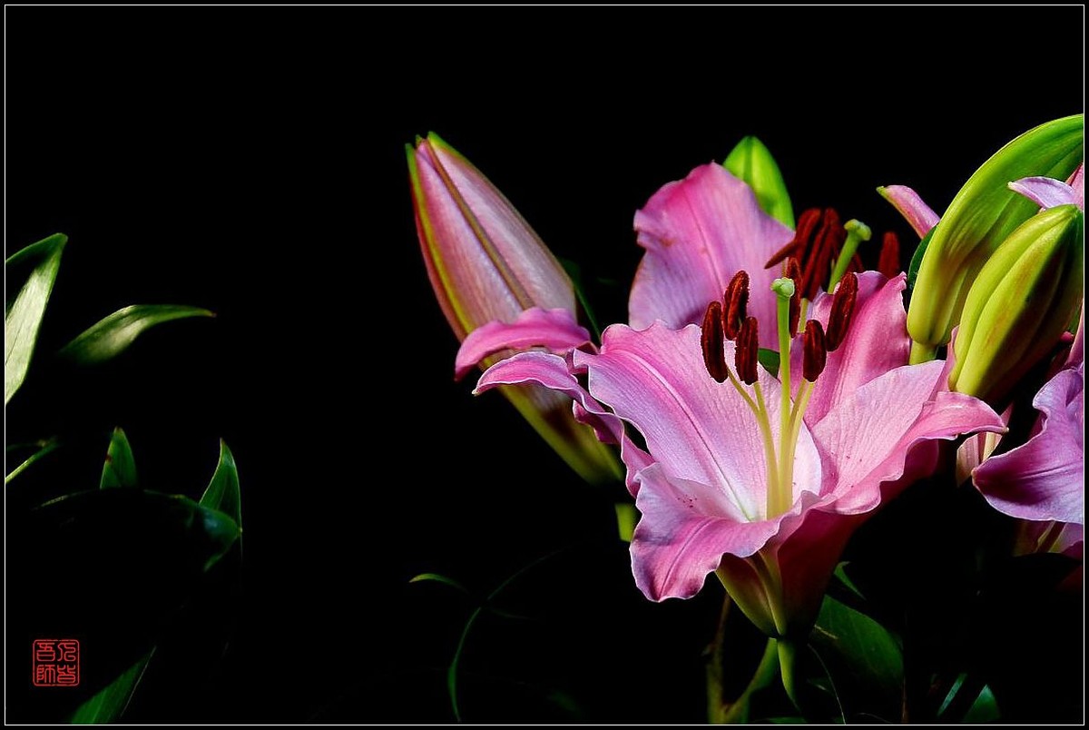 《百合盛开贺新春》