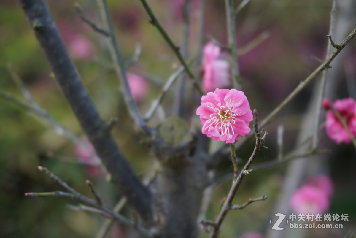 奶昔5  新手试拍