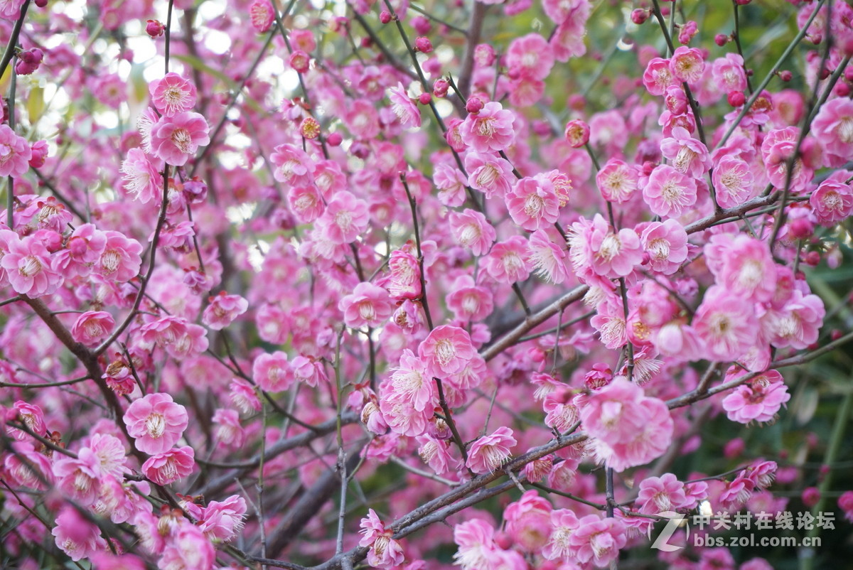 奶昔5  新手试拍