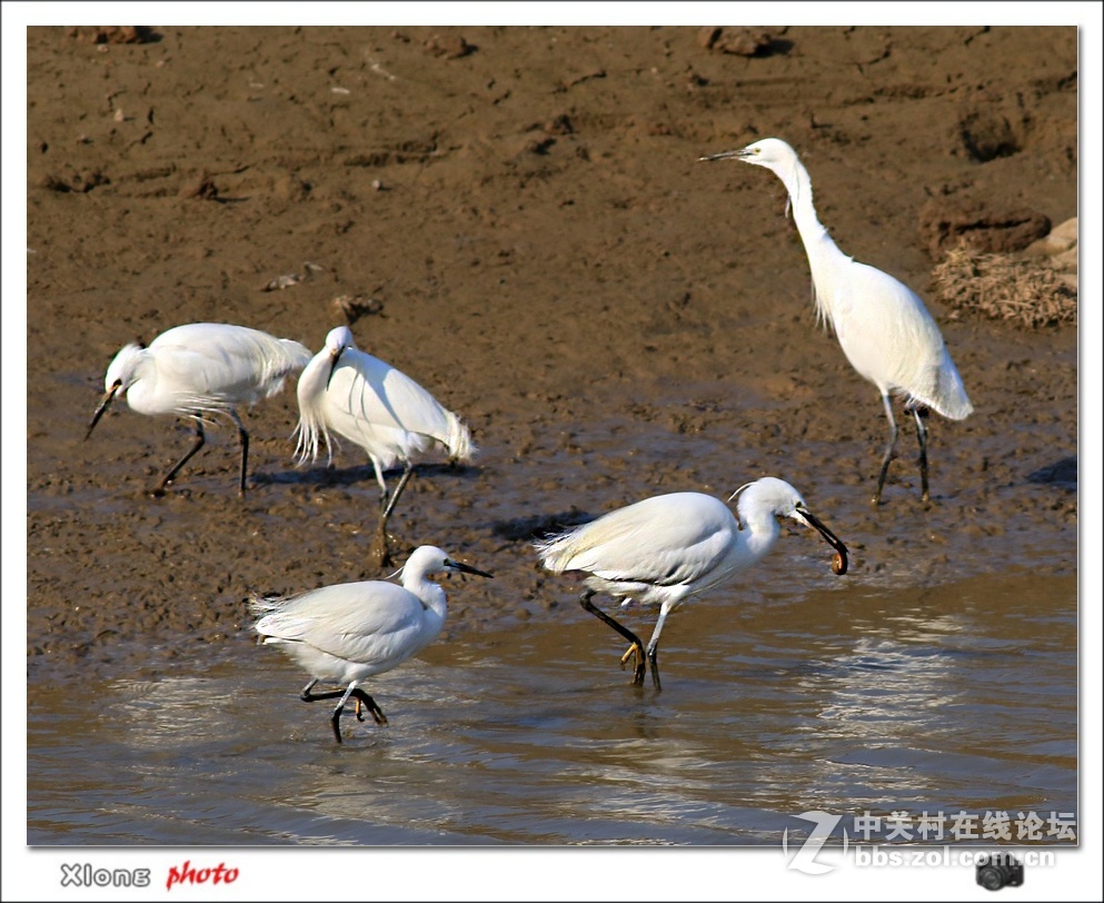 白鹭留鸟滩涂挖鱼