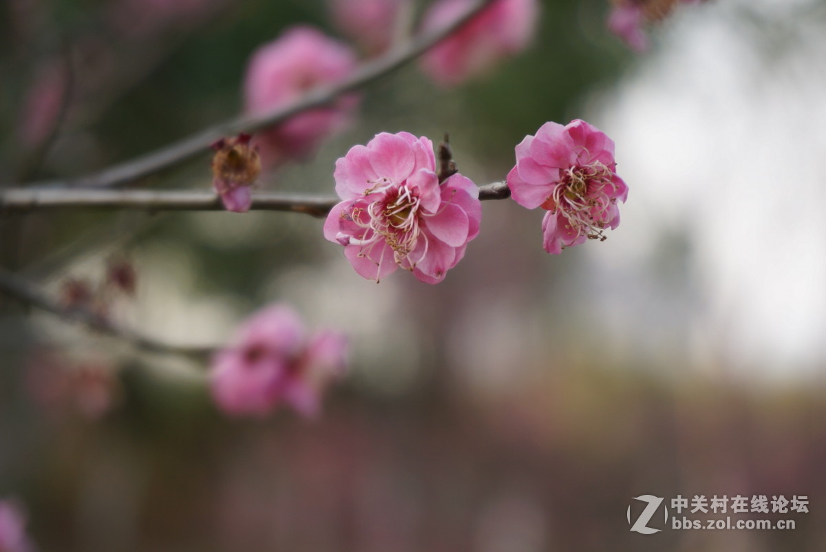 奶昔5  新手试拍