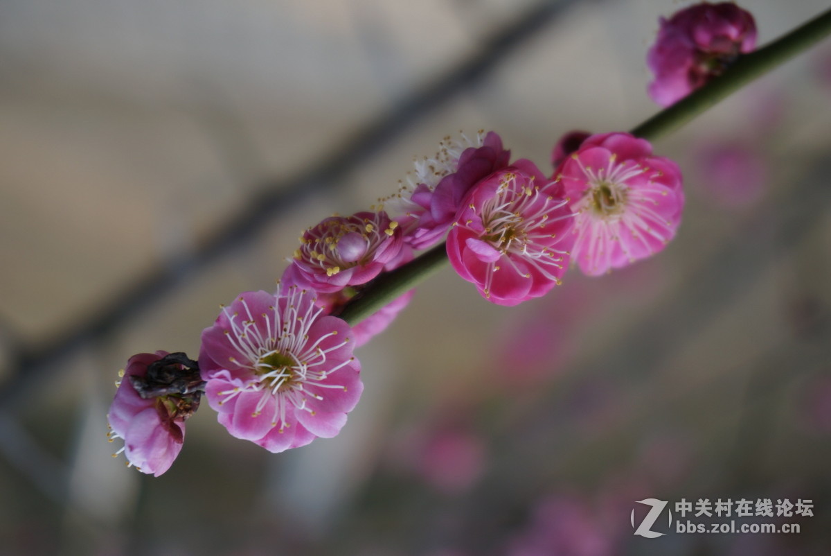 奶昔5  新手试拍