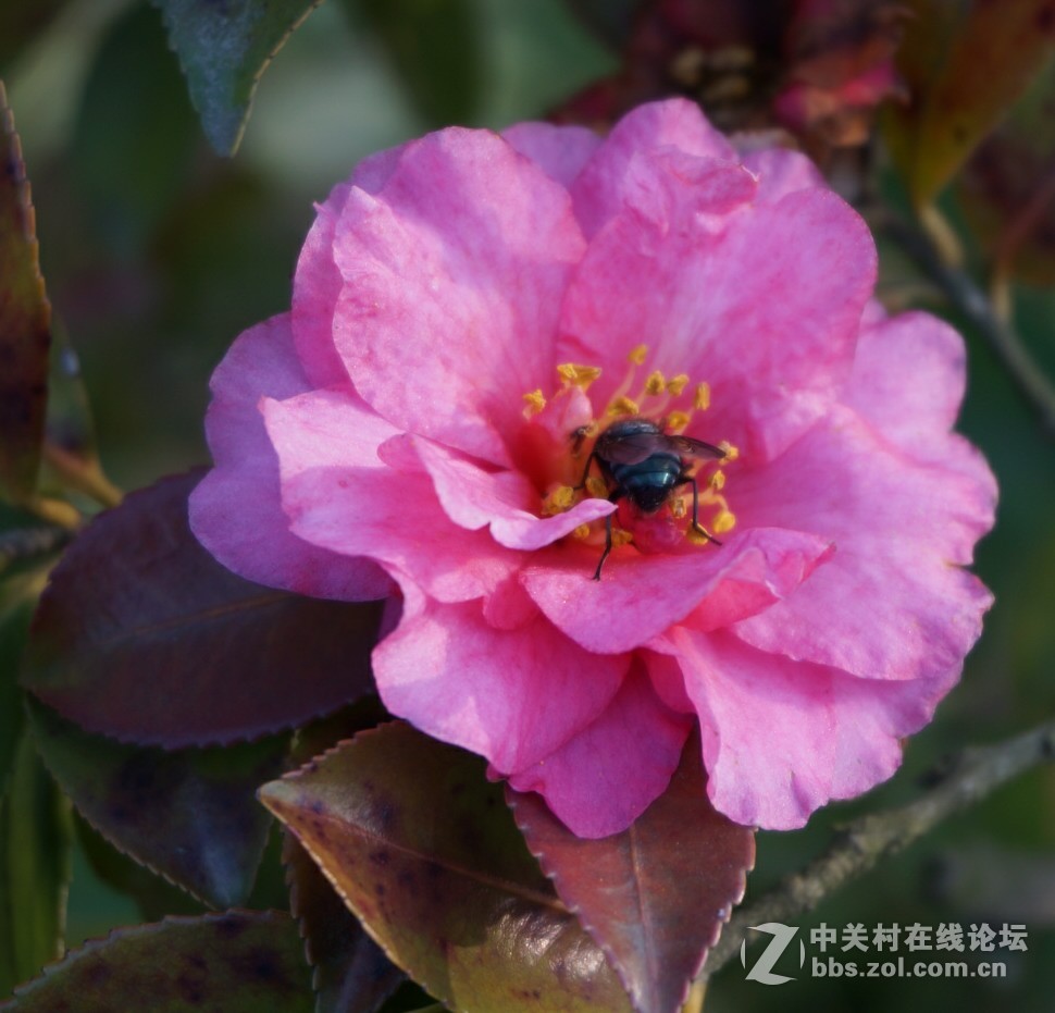 奶昔5  新手试拍