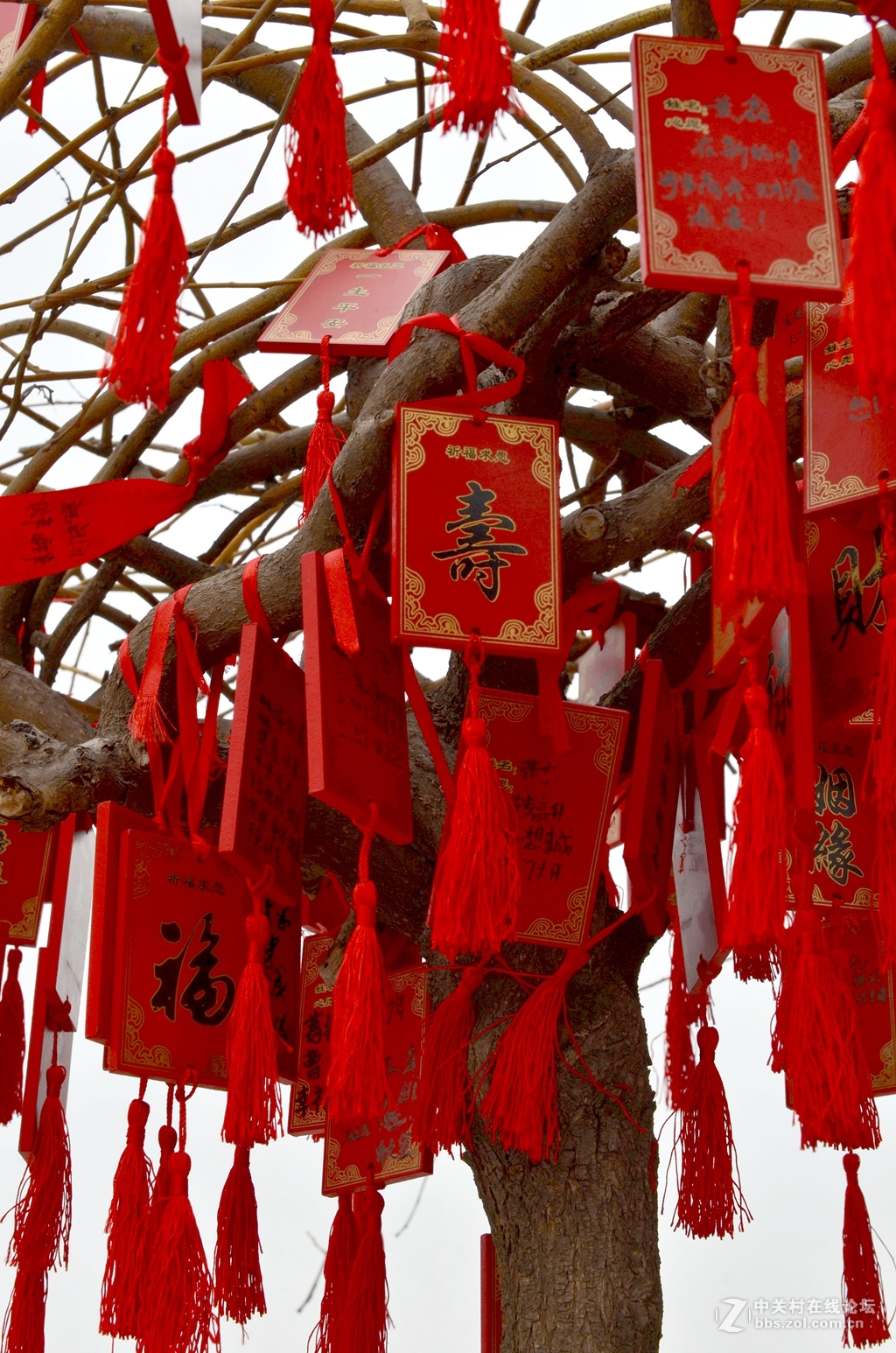 福、禄、壽、姻缘(树)-中关村在线摄影论坛