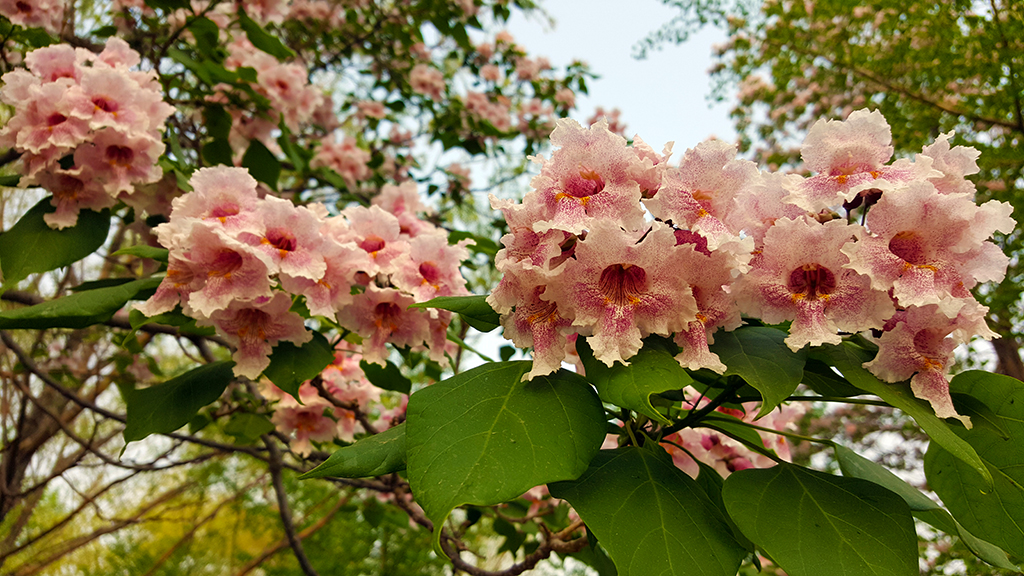 楸樹花