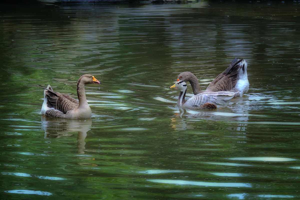 动物园看麻老虎