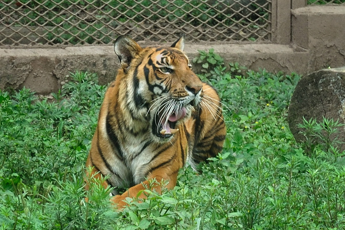 动物园看麻老虎