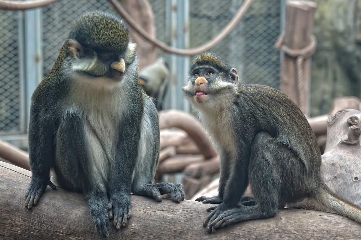 动物园看麻老虎