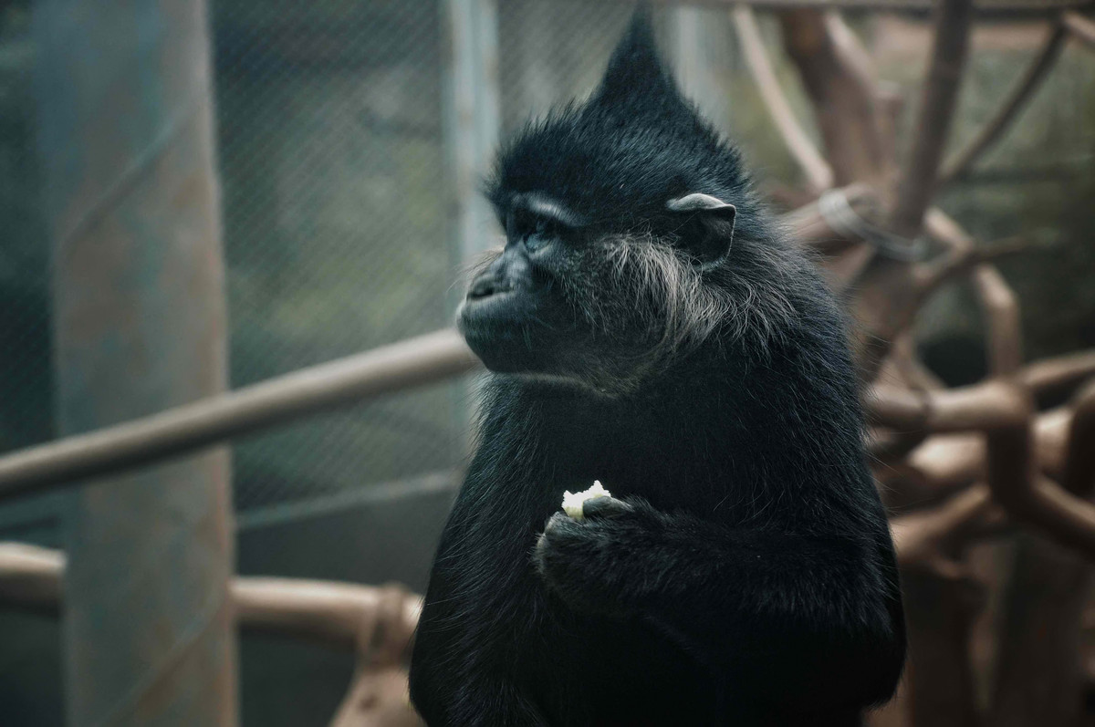 动物园看麻老虎