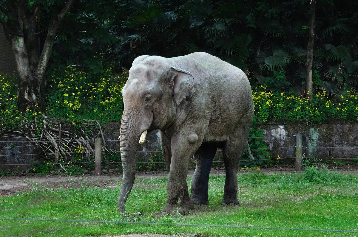 动物园看麻老虎