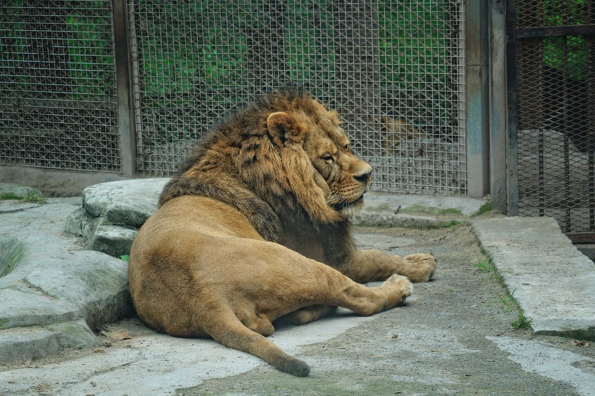 动物园看麻老虎