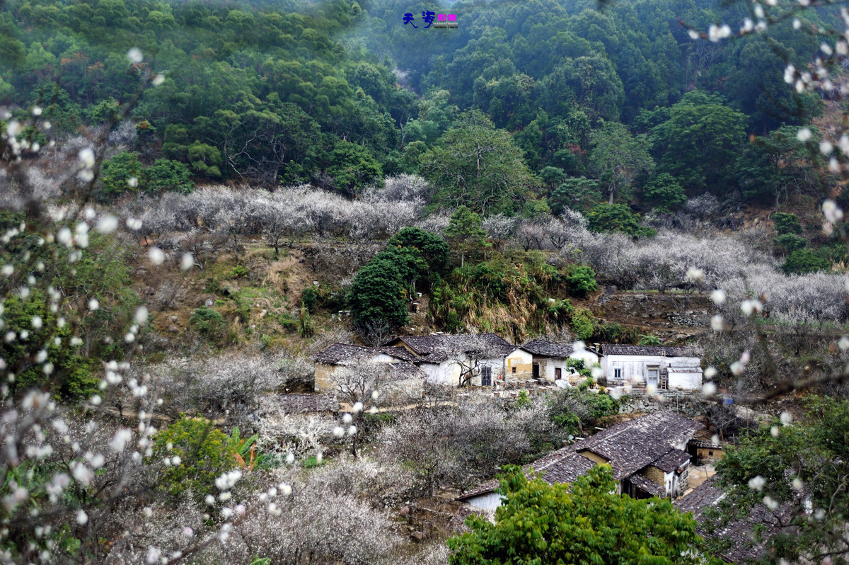 2015揭西行——西坑梅乡(续）