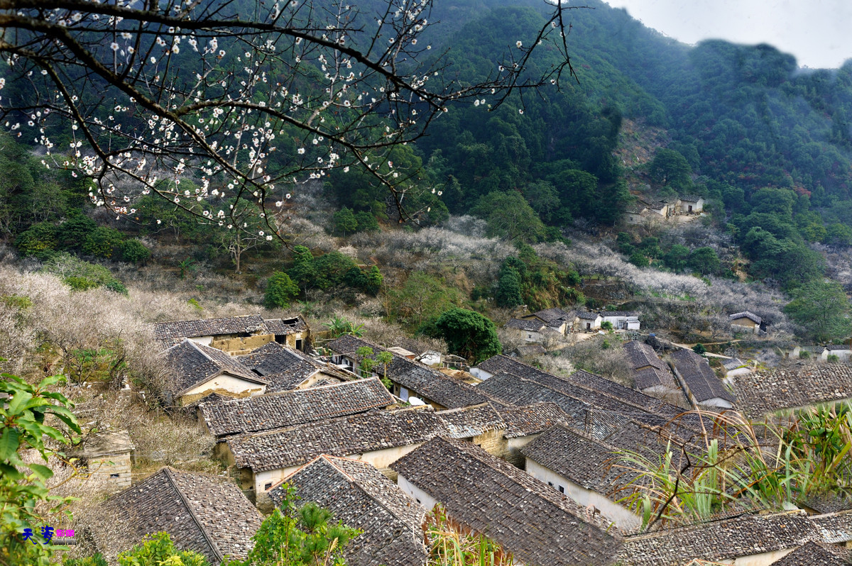 2015揭西行——西坑梅乡(续)