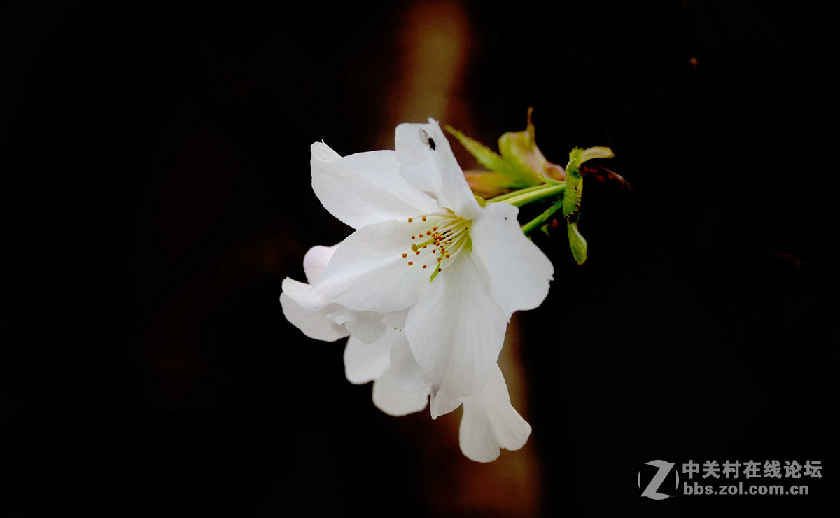 樱桃花开