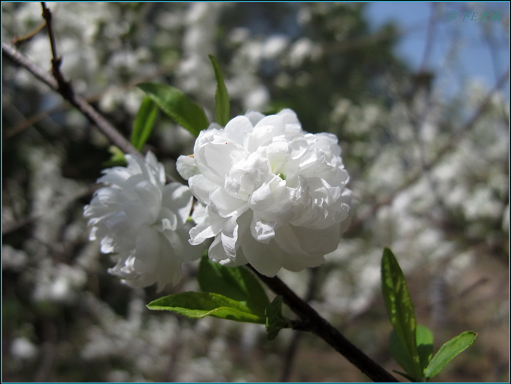 素淡小花