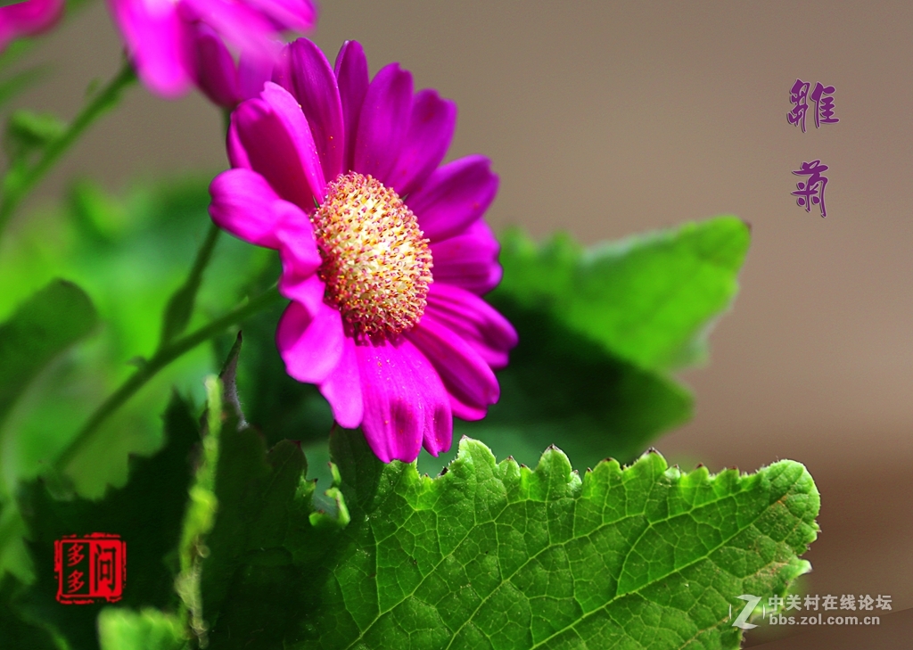 新入佳能6D机试怕