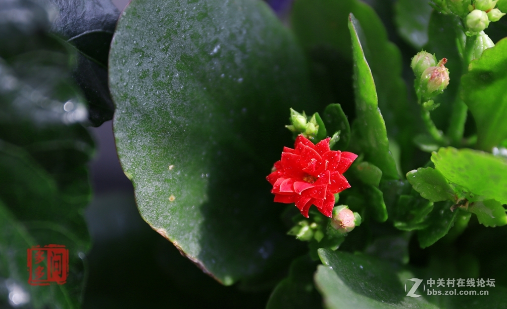 新入佳能6D机试怕