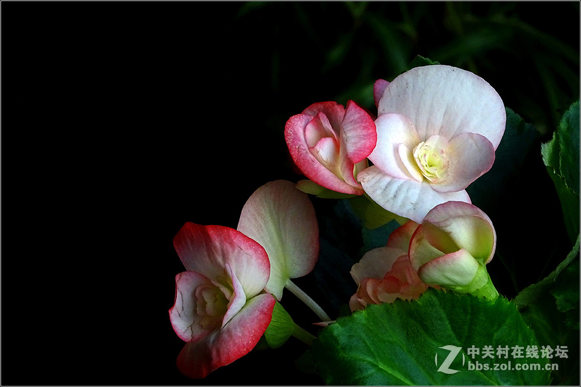 【HX400拍花花】祝索尼摄影星空(中国)欣欣向荣，版主和摄友们新春快乐！