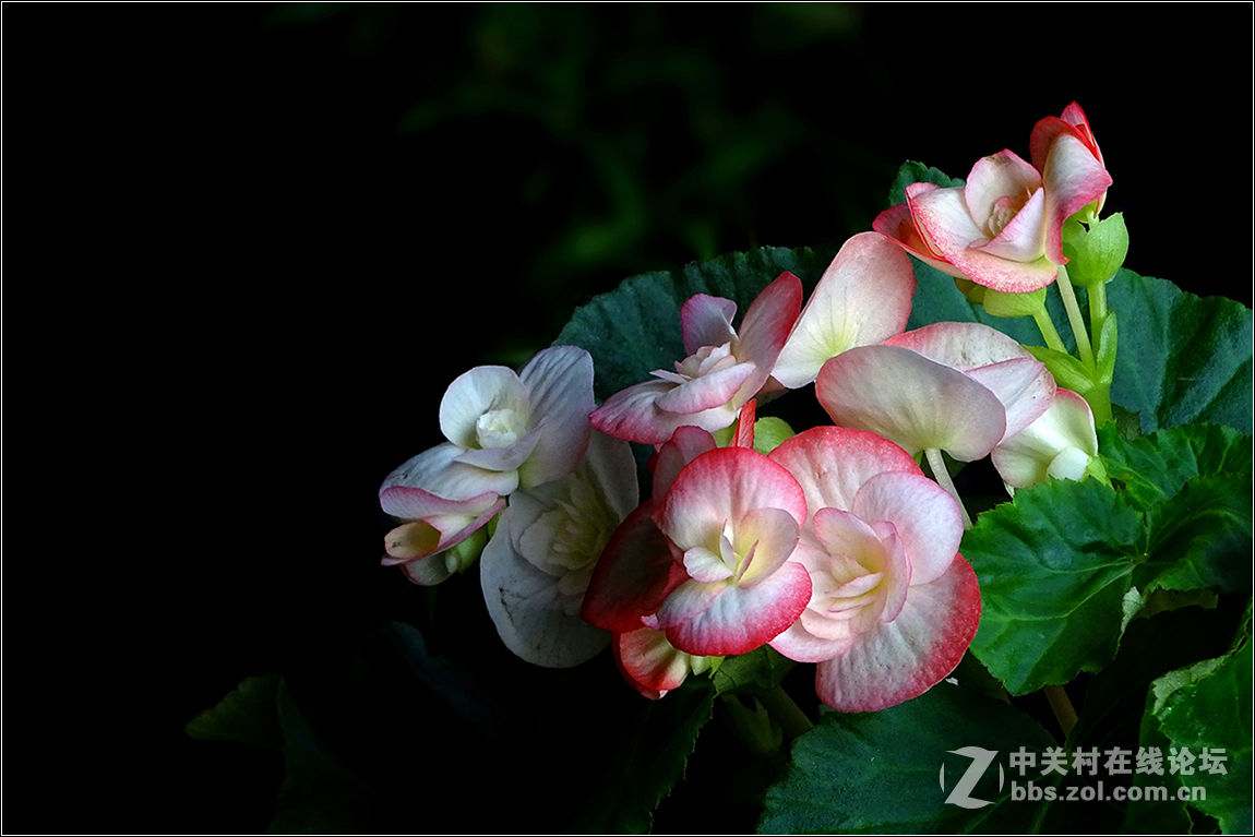 【HX400拍花花】祝索尼摄影星空(中国)欣欣向荣，版主和摄友们新春快乐！