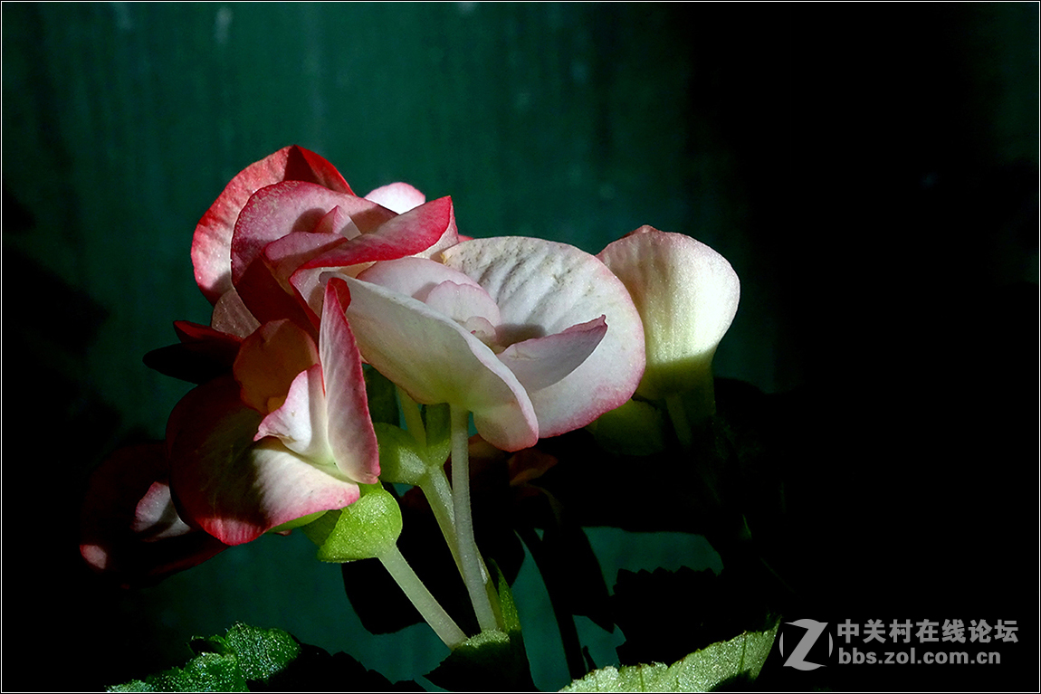 【HX400拍花花】祝索尼摄影星空(中国)欣欣向荣，版主和摄友们新春快乐！