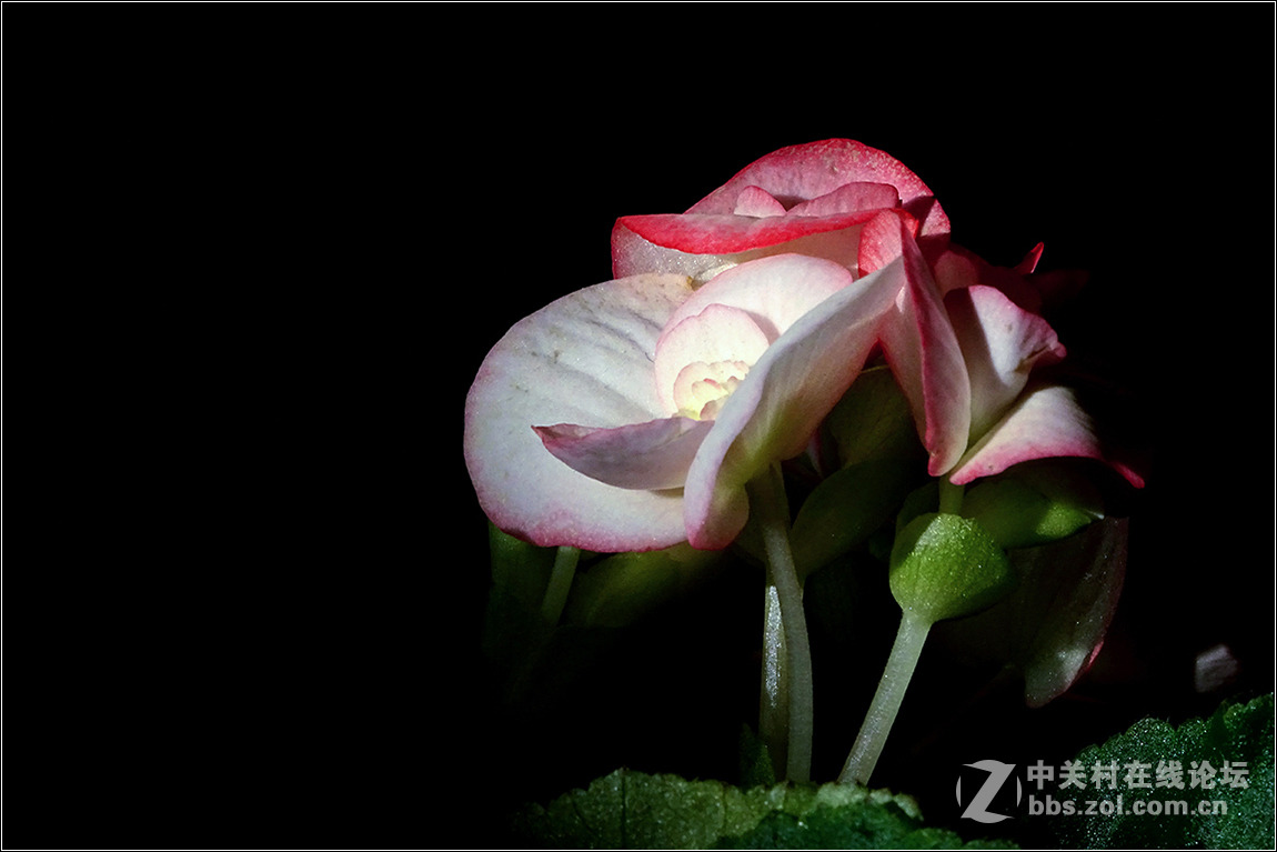 【HX400拍花花】祝索尼摄影星空(中国)欣欣向荣，版主和摄友们新春快乐！