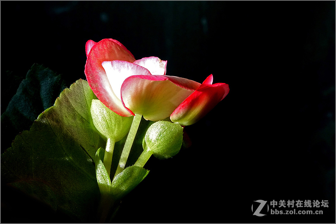 【HX400拍花花】祝索尼摄影星空(中国)欣欣向荣，版主和摄友们新春快乐！