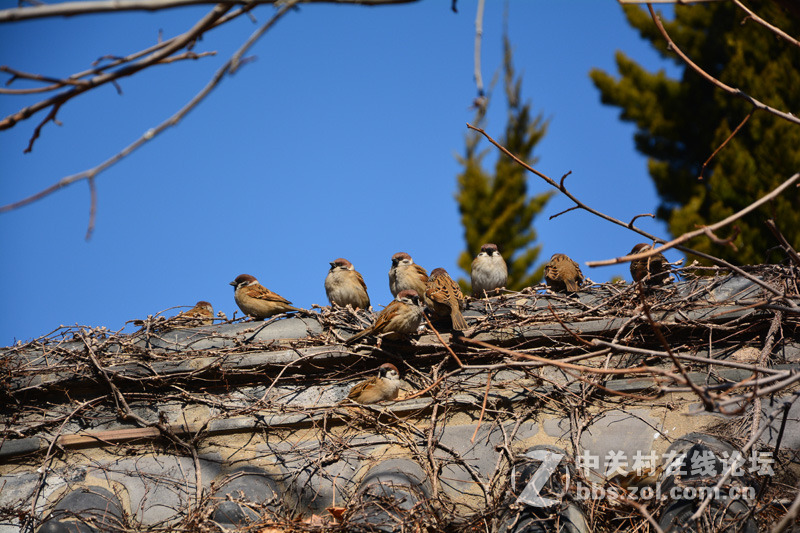 #一个春节，一台相机#新春庙会