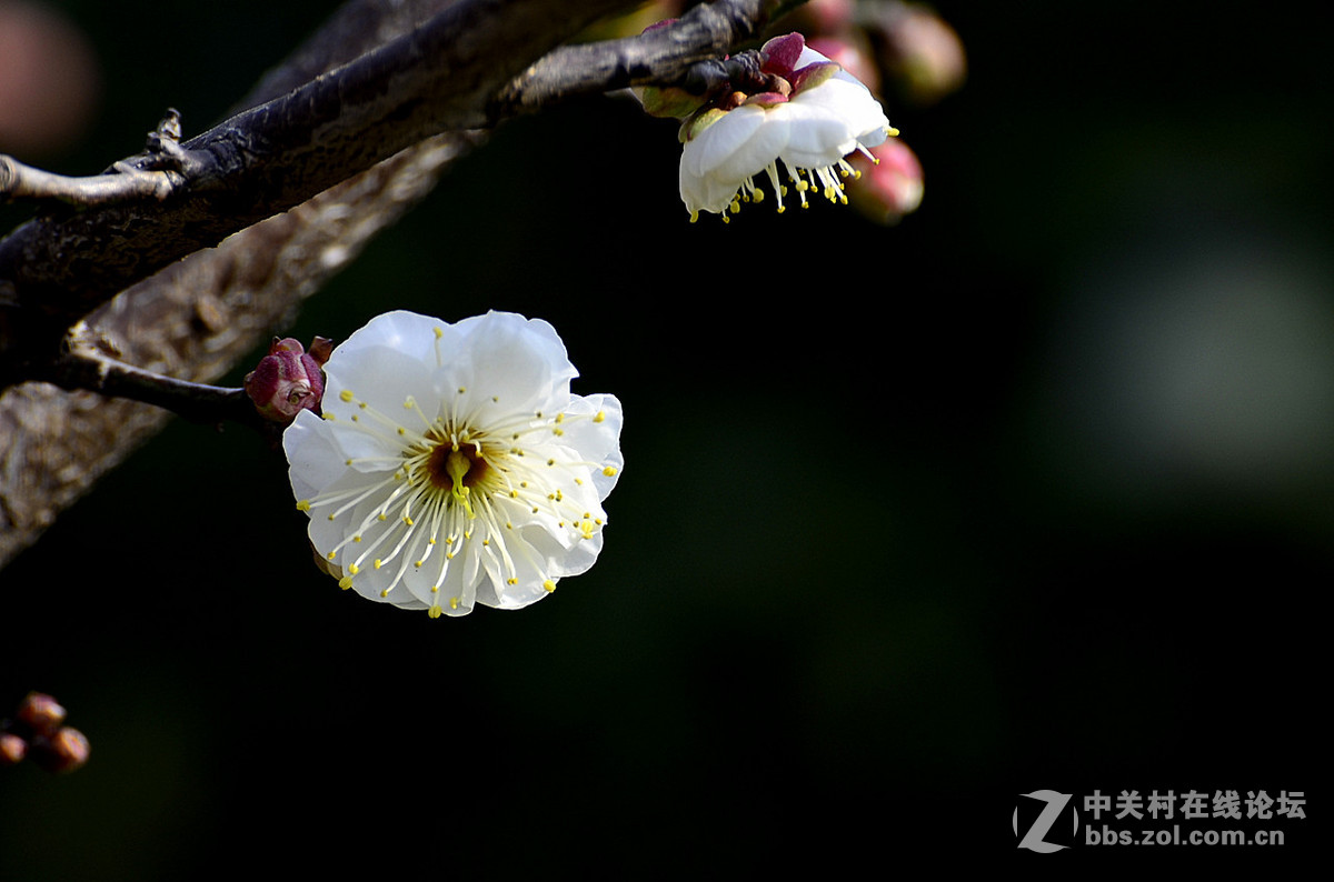 #尼康花卉作品赏析#第22期《梅 花》